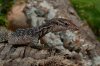 Varanus timorensis hembra CLPH.jpg