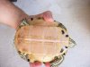 Trachemys hembra.JPG