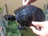 tortuga111.jpg