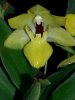 orquidea floreciendo.jpg