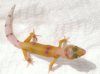 EM1306 Tangerine  Enigma Tremper Albino.JPG