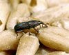 gorgojo_del_trigo.jpg