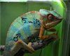 foto Furcifer pardalis Ambilobe blue bar 2.jpg