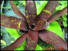 neoregelia_hybrid_ds_1.jpg