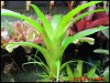tillandsia_leiboldiana_2.jpg
