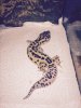 gecko 1.jpg