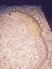 gecko 2.jpg