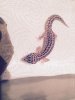 gecko 3.jpg