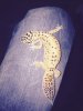 gecko 4.jpg