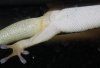 Phelsuma 1.JPG