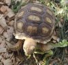 Sulcata 3.JPG