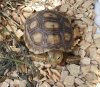 Sulcata 4.JPG