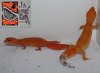 Hembras Electric gecko.jpg