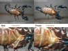 escorpion sexo.jpg