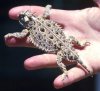 Phrynosoma cornutum.jpg