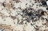 Camponotus vagus arena-tronco.jpg