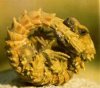 armadillo_lizard2.jpg