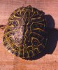 Trachemys_scripta_elegans_yellow.jpg
