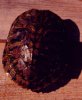 Trachemys_scripta_elegans_dark.jpg