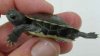 Trachemys_scripta_elegans_hypermelanistic_PMoody_1k.jpg