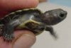 Trachemys_scripta_elegans_hypermelanistic_PMoody_1i.jpg