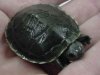 Trachemys_scripta_elegans_hypermelanistic_PMoody_1b.jpg