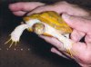 Trachemys_scripta_elegans_albino_male_front.jpg
