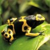 dendrobates-leucomelas.jpg