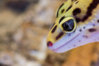 gecko-5.jpg