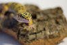 gecko-4.jpg