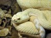 crotalus.jpg