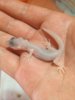 Mack Snow Hypo het tremper het eclipse 3.jpg