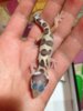 Mack Snow Tremper 2.jpg