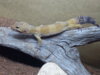 gecko.jpg