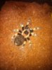 B.Smithi.jpg