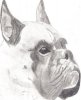 boxer.jpg