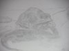tortuga & iguana.jpg