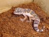 evolucio dels geckos 001 (Small).jpg