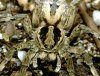 Lycosa_tarentula.jpg