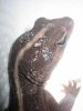 Nueva hembra de gecko 011.jpg