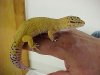 Leopard%20gecko%20hi-yellow%20adult_JPG.jpg