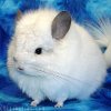 Royal-Persian-Angora-Chinch.jpg