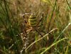 Argiope bruennichicopia.jpg