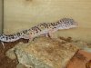 El gecko mascle nou, sense nom 010 (Small).jpg
