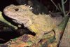 Tuatara%20on%20branch (Small).jpg
