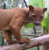 fossa1.jpg