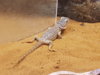 pogona3.jpg