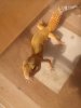 gecko1_opt.jpg
