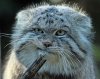 pallas-cat-manul-6__880.jpg