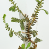 selaginella sericea metallica.png